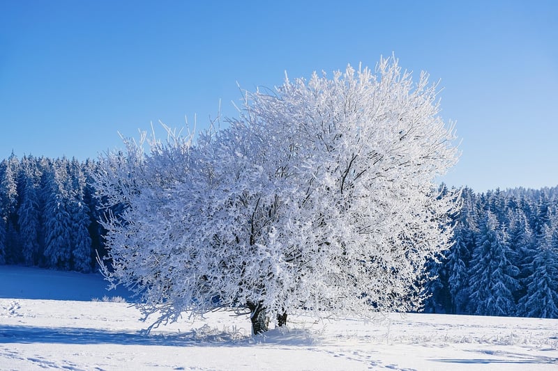 Winter Garden