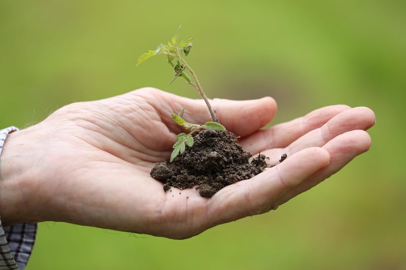 Summer Gardening